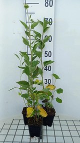 Rudbeckia subtomentosa 'Little Henry' - pot 9x9 cm