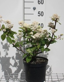 Hydrangea paniculata 'Dharuma' - pot - 30-40 cm