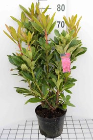 Rhododendron 'Rocket' - pot - 40-50 cm
