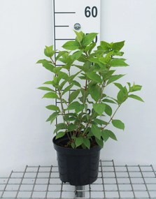 Hydrangea paniculata 'Limelight' - pot - 30-50 cm