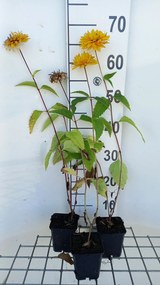 Heliopsis helianthoides 'Goldgefieder' - pot 9x9 cm -