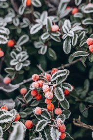 Foto A bush with red berries in, Anastasiia Voloshko