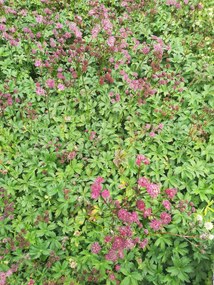 Astrantia major 'Ruby Star' - pot 9x9 cm