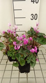 Cyclamen hederifolium 'Rose Pearls' - pot 9x9 cm -