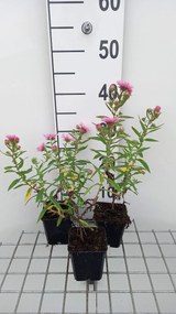 Aster novae-angliae 'Rudelsburg' - pot 9x9 cm
