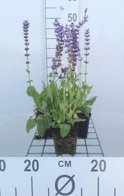 Salvia nemorosa 'Mainacht' - pot 9x9 cm -