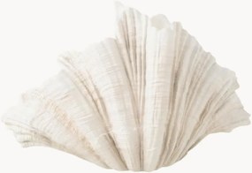 Decoratieve vaas Clam