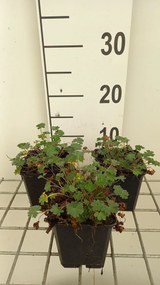 Geranium cinereum 'Giuseppii' - pot 9x9 cm -