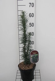 Cephalotaxus harringtonii 'Fastigiata' - pot - 20-25 cm