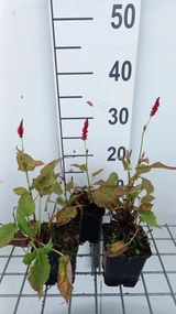 Persicaria ampl. 'Anne's Choice'® - pot 9x9 cm