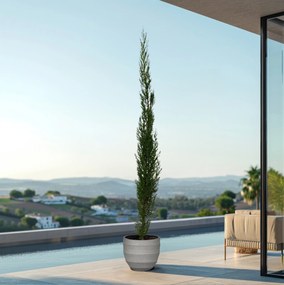Cupressus piramide - 160cm