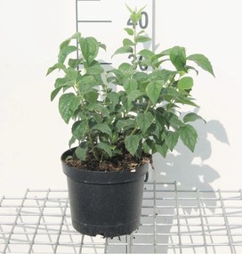 Philadelphus'Virginal'- pot - 50-60 cm