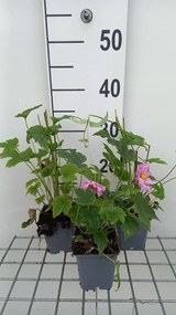 Anemone x hybrida 'Margarete' - pot 9x9 cm