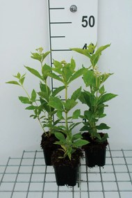 Eupatorium maculatum'Album'- pot 9x9 cm