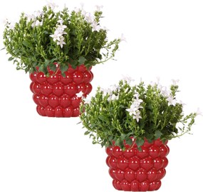 Combideal - 2x Campanula Addenda Ambella wit inclusief Berry sierpotten - 20cm