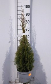 Thuja occidentalis 'Smaragd' - pot - 80-100 cm