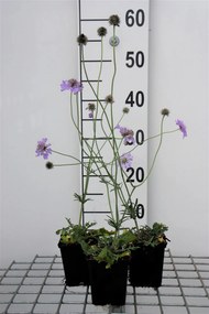 Scabiosa columbaria 'Butterfly Blue' - pot 9x9 cm -