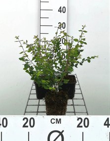 Symphoricarpos x chenaultii 'Hancock' - pot 9x9 cm - 15-20 cm