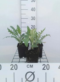 Echinops ritro 'Veitch's Blue' - pot 9x9 cm -