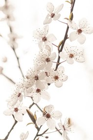 Foto Blossoming, Sisi & Seb, (26.7 x 40 cm)