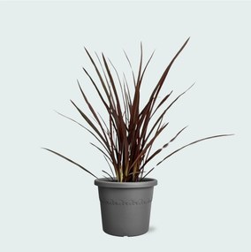 Phormium Red Nana - 80cm