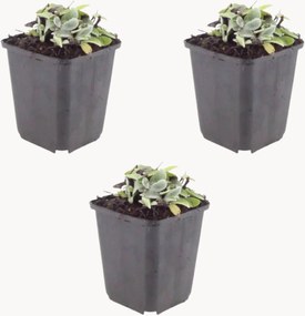 Planten Pearl Strawflower Anaphalis triplinervis, 3-delig