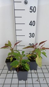 Penstemon 'Winter Star' - pot 9x9 cm