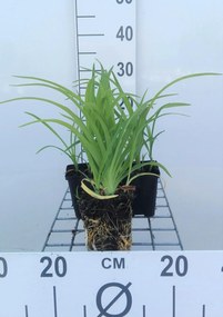 Hemerocallis 'Pink Damask' - pot 9x9 cm -