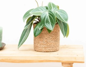 Peperomia Sarcophylla - 30cm