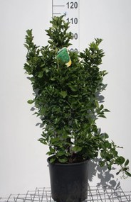 Euonymus japonicus - pot 10L - 60-80 cm