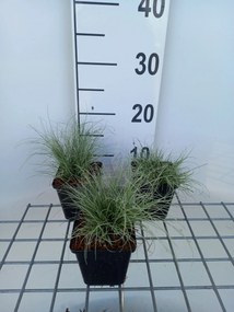 Carex comans 'Frosted Curls' - pot 9x9 cm