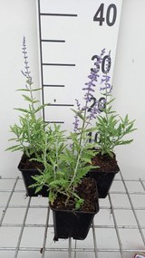 Perovskia atriplicifolia 'Lisslitt' (Lacey Blue) - pot 9x9 cm