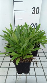 Coreopsis lanceolata 'Sterntaler' - pot 9x9 cm