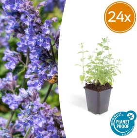 Nepeta 'Six Hills Giant' - 20cm