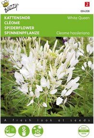 Buzzy seeds - bloemzaden - Cleome, Kattensnor White Queen