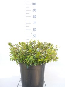 Abelia x grandiflora 'Kaleidoscope' - pot 10L - 50-60 cm