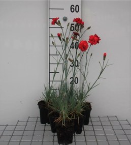 Dianthus 'David' - pot 9x9 cm -