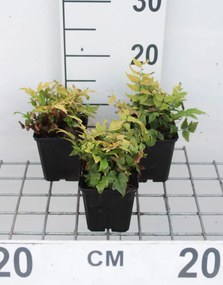 Cyrtomium fortunei - pot 9x9 cm