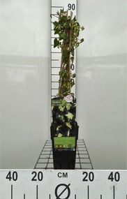 Hedera helix 'Goldheart' - pot - 50-60 cm -