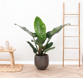 Philodendron Green Beauty - 60cm