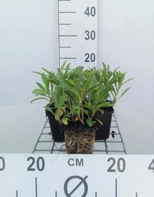 Leucanthemum 'Silberprinzesschen' - pot 9x9 cm