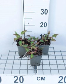Persicaria amplexicaulis 'JS Calor' - pot 9x9 cm -