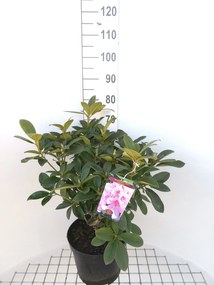 Rhododendron 'Albert Schweitzer' - pot 10L - 60-80 cm
