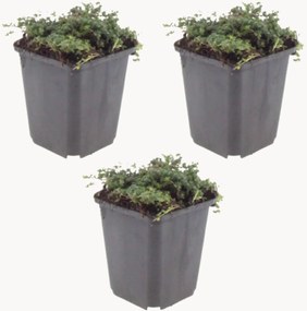 Planten Kruideniers Thymus praecox Purple Beauty, 3-delig