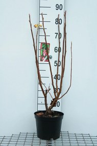 Ribes odoratum - pot - 50-60 cm -