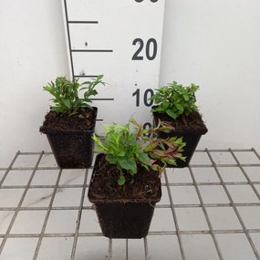 Kalimeris incisa 'Charlotte' - pot 9x9 cm