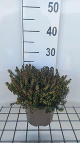 Erica carnea - rood - pot 2L - 20-25 cm -