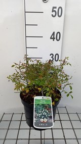 Rosa 'White Fairy' - pot
