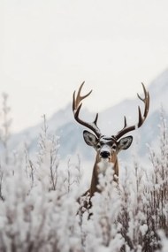 Foto Curious Deer, Treechild