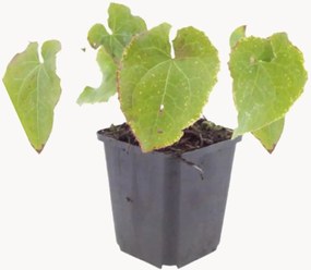 Planten Barrenwort Epimedium perralchicum Frohnleiten, 3-delig